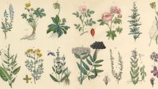 montage of Plants with medicinal and healing benefits