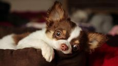 Best dog. bed for small dogs: Chihuahua lying on a bed