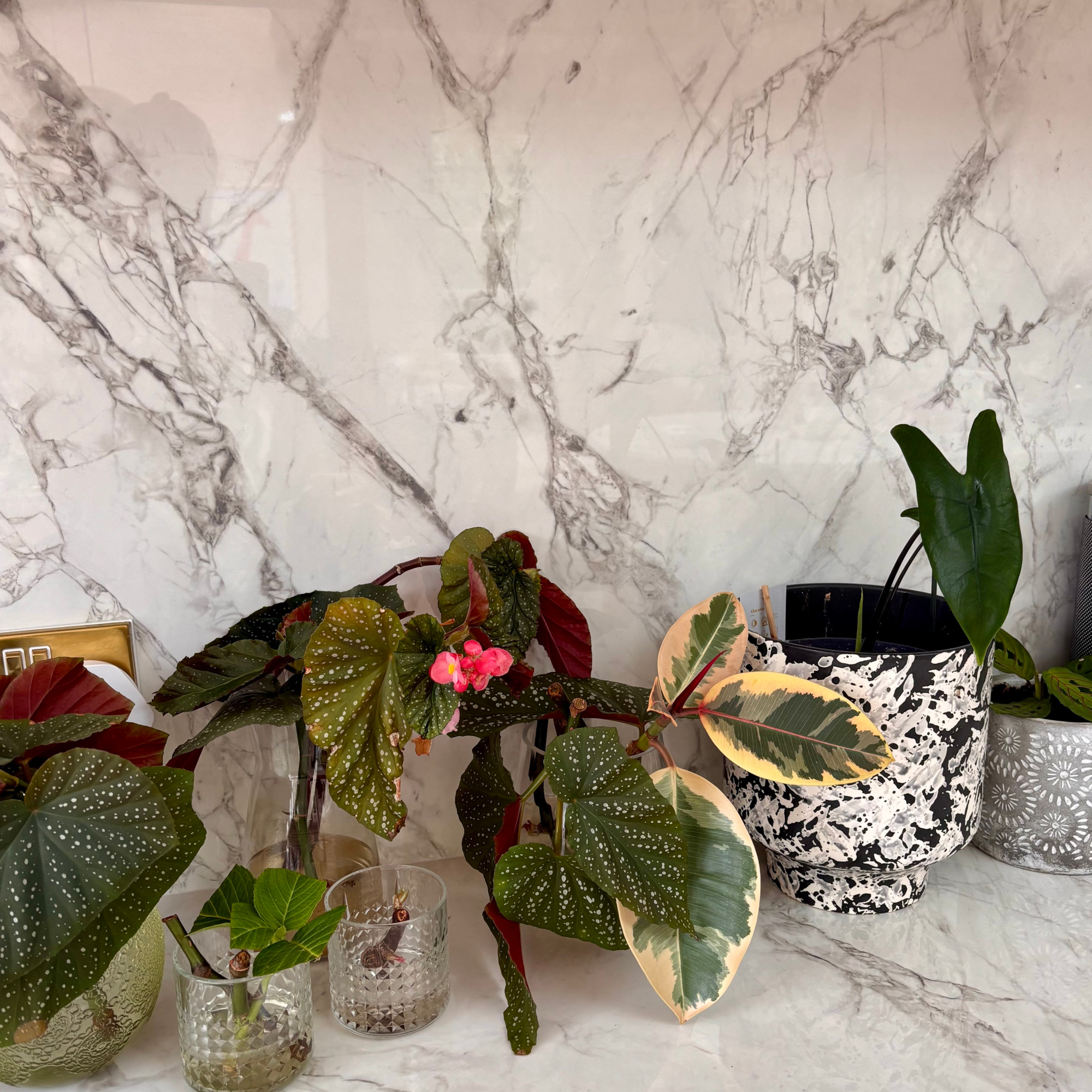 propagation station with various houseplants