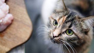 cat staring at chicken on table