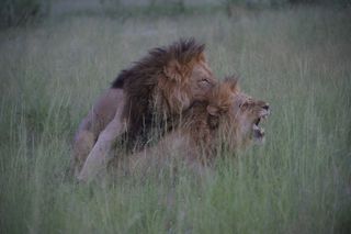 A long-maned male lion mounts another male lion in Botswana.