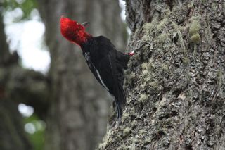 Invasive Mink Threatens South America's Largest Woodpecker | Live Science