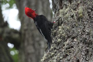 woodpecker 