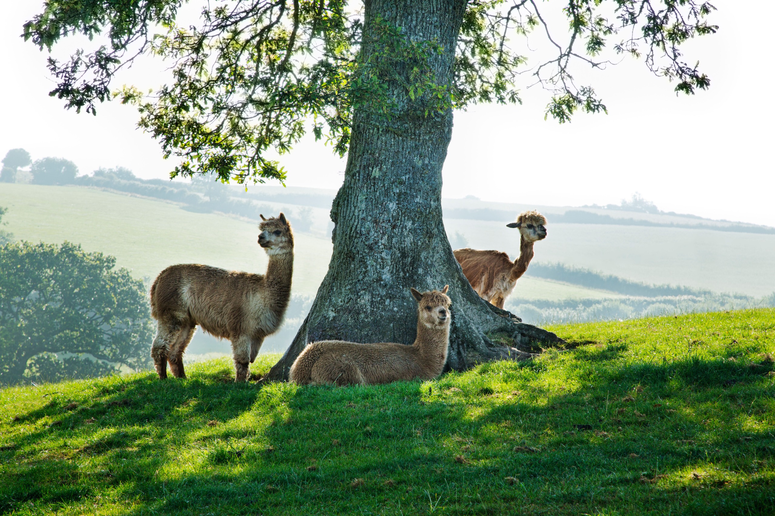 Three alpacas rest by a tree in the uk countryside