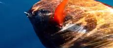 Meet the world's first fully warm-blooded fish