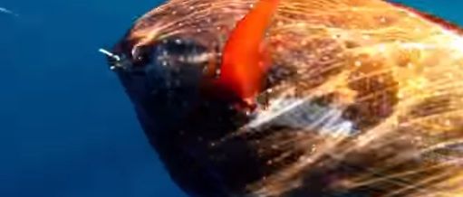 Meet the world&amp;#039;s first fully warm-blooded fish