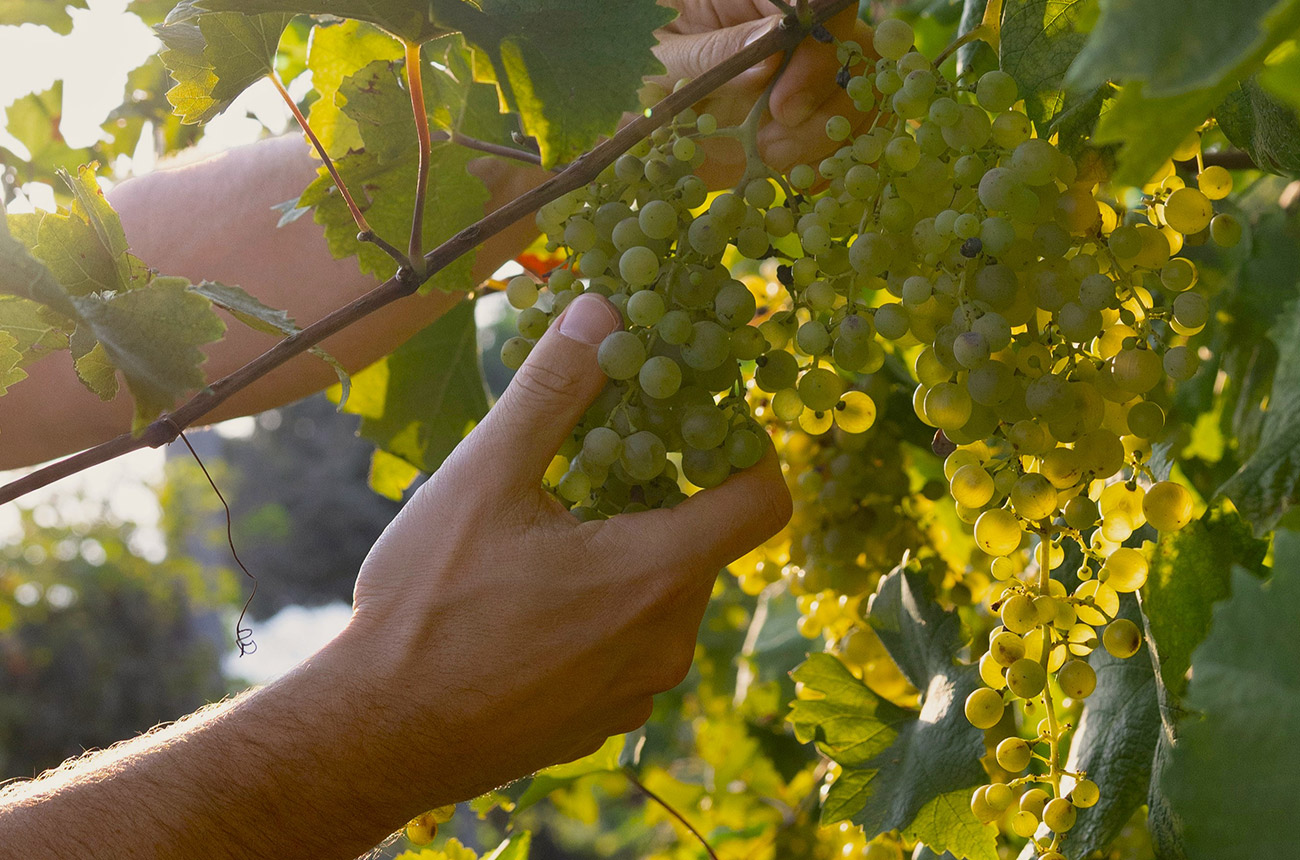Picking grapes in the Valdo vineyards