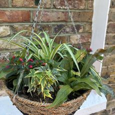 Hanging basket with ferns, fuschia and spider plant