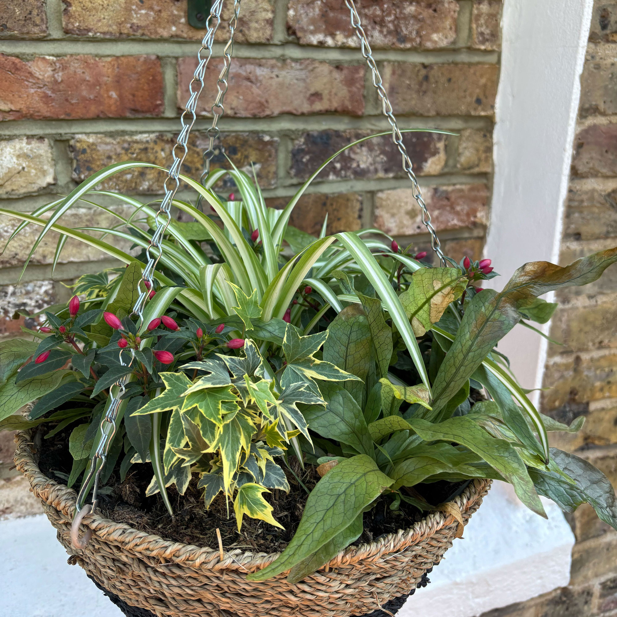 Hanging basket with ferns, fuschia and spider plant