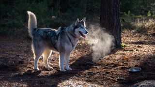 A husky, with its breath visible in the cold