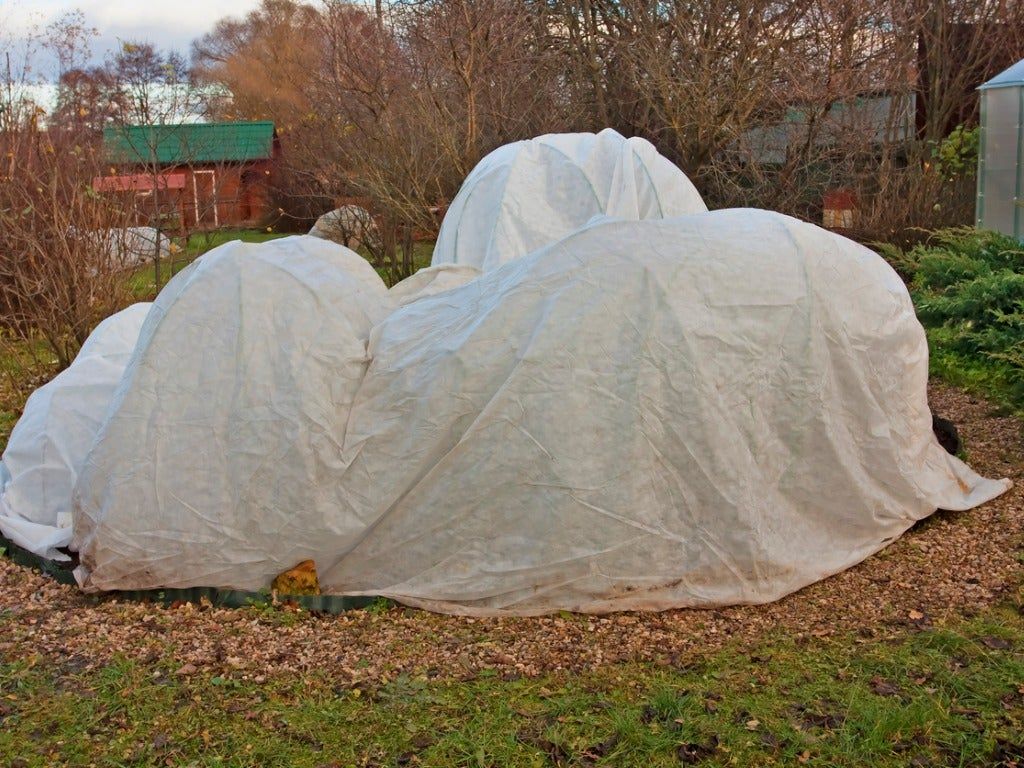 Plants Covered For Protection In A Garden