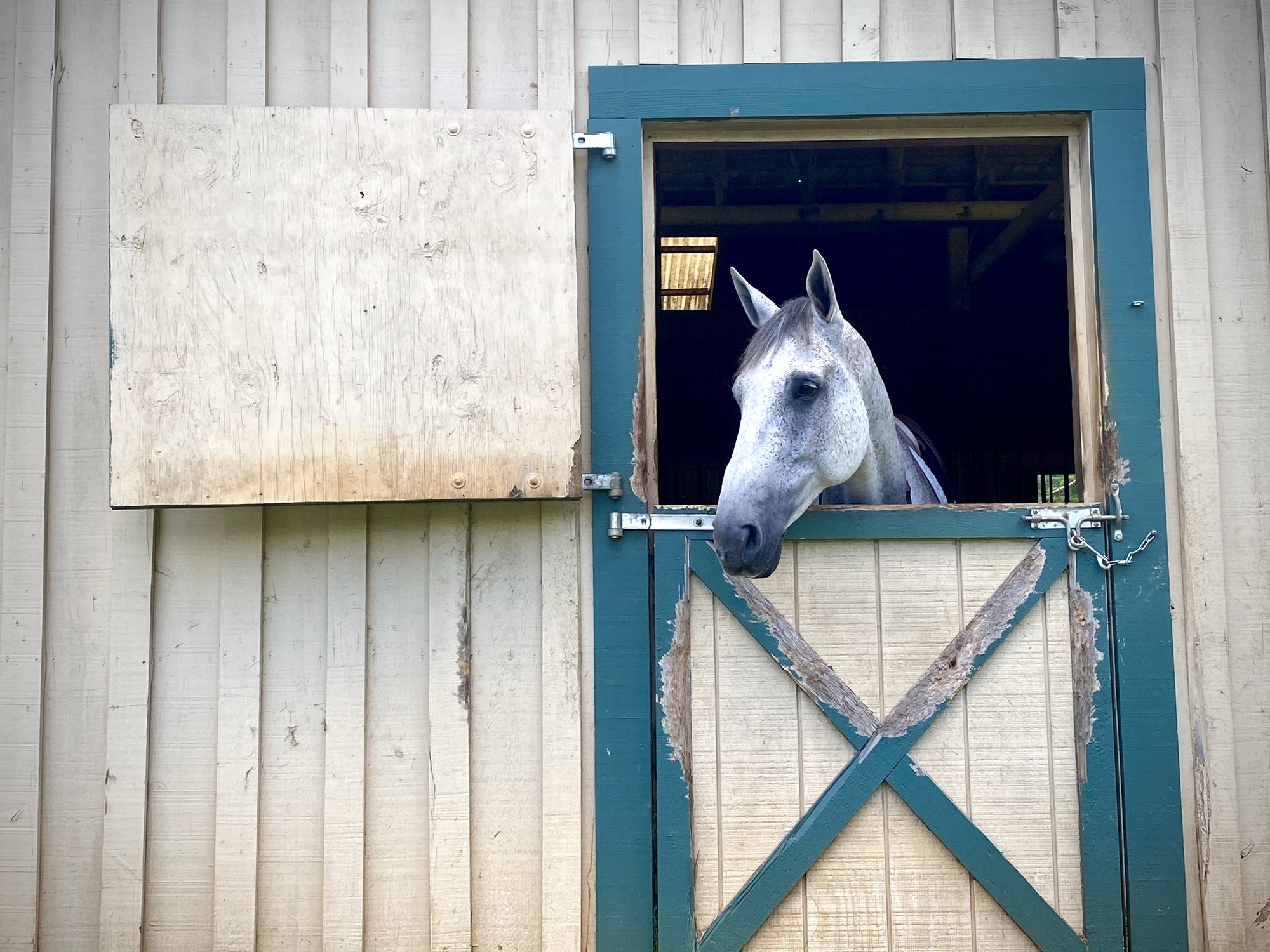 Grey horse looking out of a a white and turquoise barn door