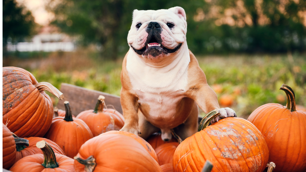 Dog standing on a multiple pumpkins outside