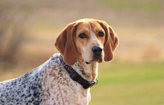 American English Coonhound portrait