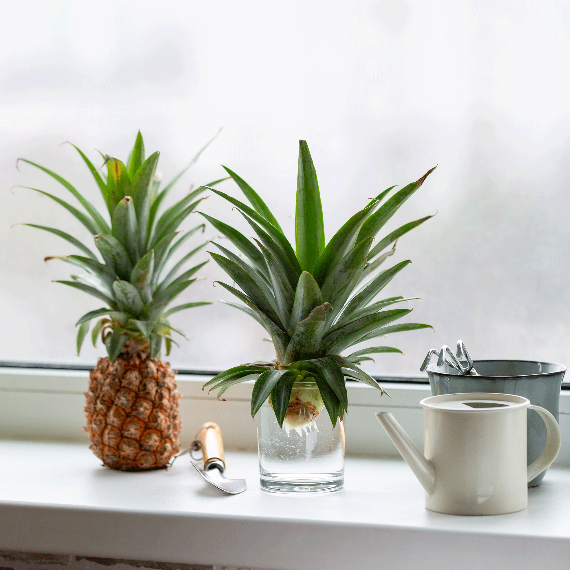 Pineapple on windowsill with pineapple cutting