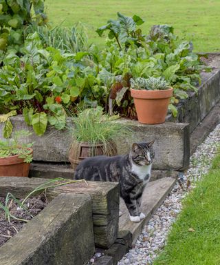 Timber raised garden bed ideas with gravel aroudn the edge, a lawn and a cat.