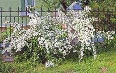 White Flowered Spirea Bush Growing Through Black Fence