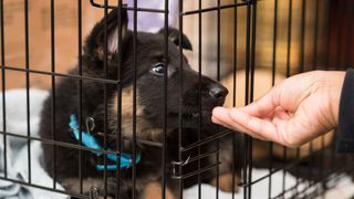 German Shepherd puppy in his crate being given a treat