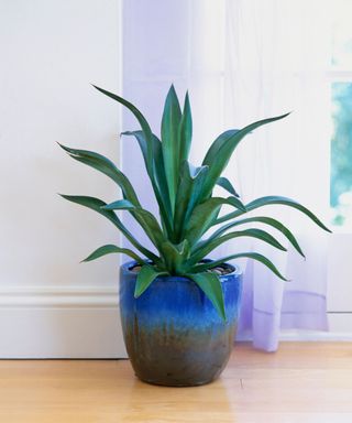 Agave attenuata (Agave), plant in blue ceramic pot on wooden floor