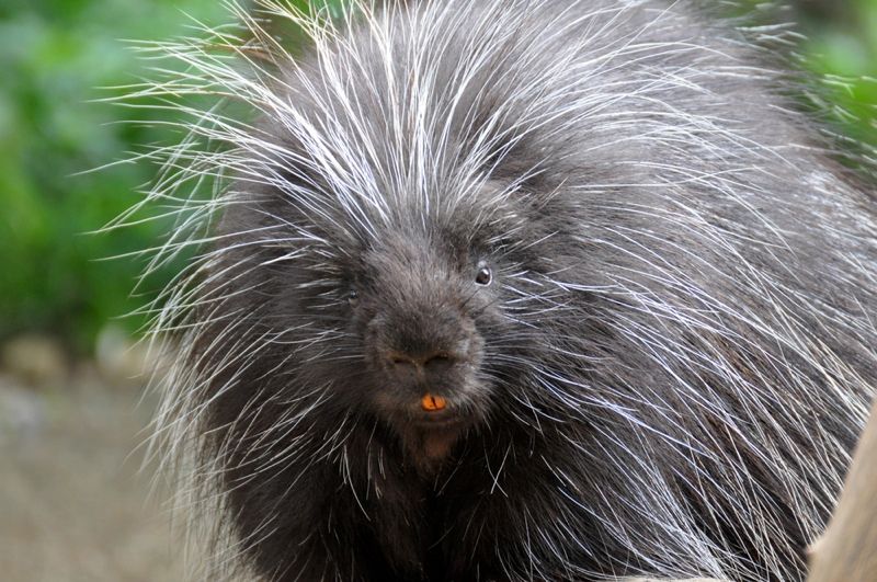 Facts About Porcupines Live Science