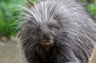 A North American porcupine