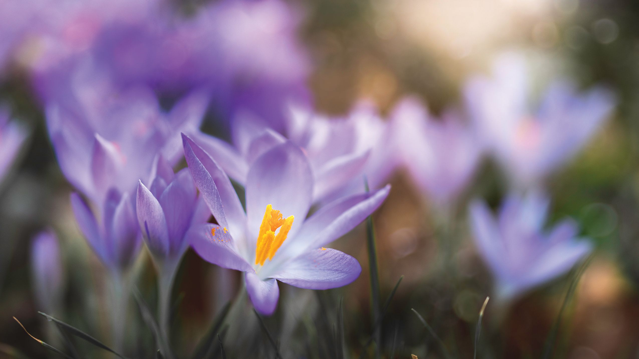Close-up of vibrant purple crocuses with bright orange centers, softly focused in a sunlit garden