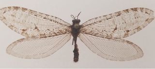 giant lacewing