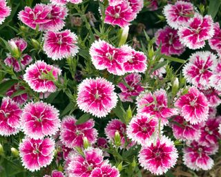 Dianthus Ideal Select Whitefire garden pink