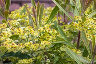 Ascot Rainbow Euphorbia