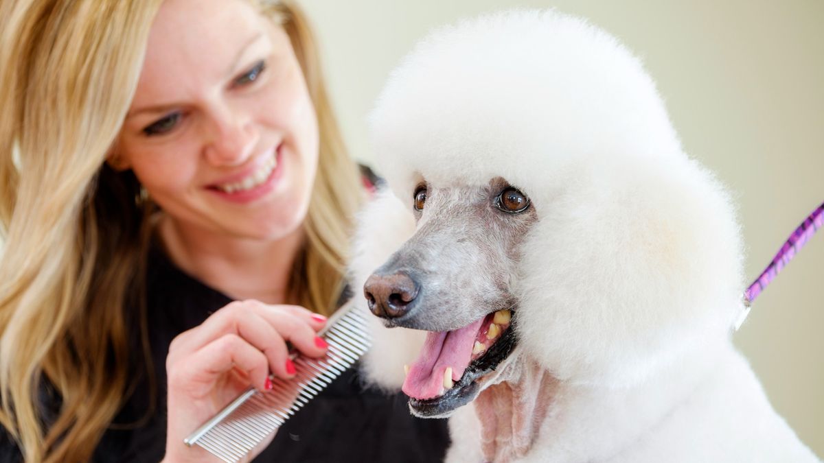 How to prevent and treat matted dog hair | PetsRadar