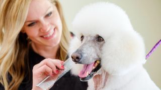 Woman learning how to prevent and treat matted dog hair on her poodle