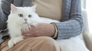 Persian cat sitting on lap