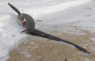 One scientist thinks the thresher sharks on Cape Cod died before they froze.