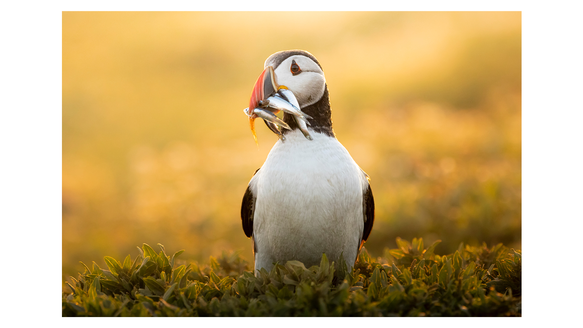 Photograph by Anwen (age 16) of a puffin bathed in golden light – the winning photo in The Week Junior Science+Nature magazine's Scavenger Hunt Photo Contest 2025