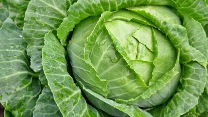 very close up of cabbage 