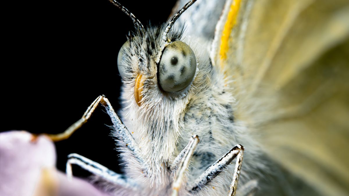 Astrhori 25mm F2.8 2-5X Ultra Macro