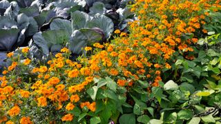 how to grow French beans: planting French marigolds with French beans to fight pests