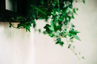 English ivy draped from a shelf