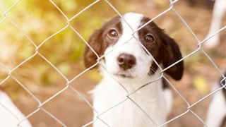 dog behind bars at a shelter