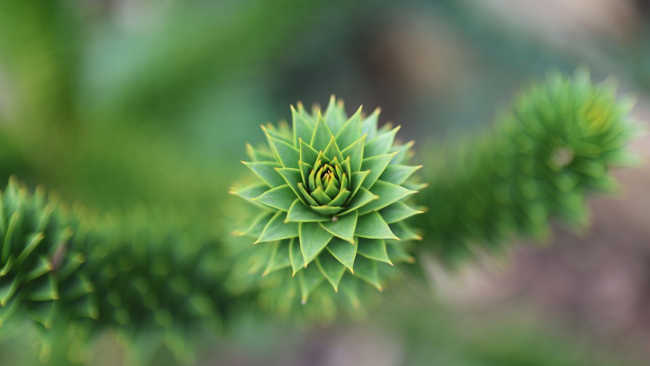 Canon RF 45mm f/1.2