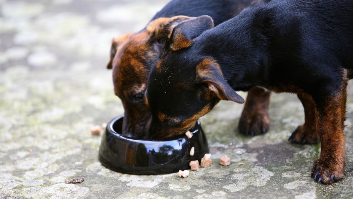 dogs eating