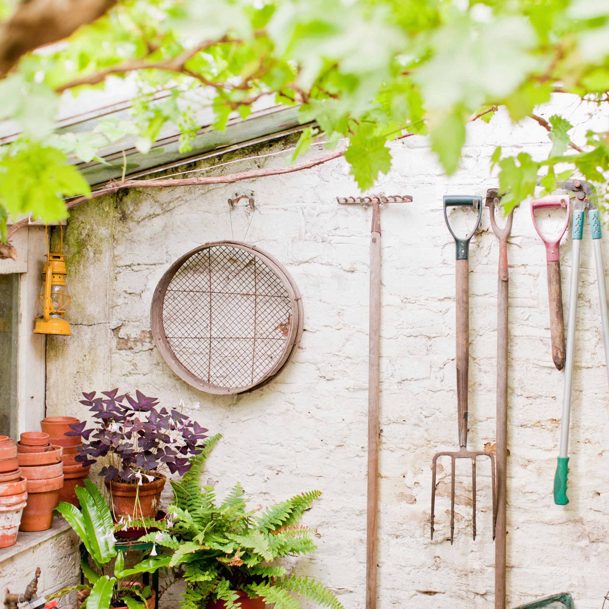 Tools hanging on wall of garden shed 