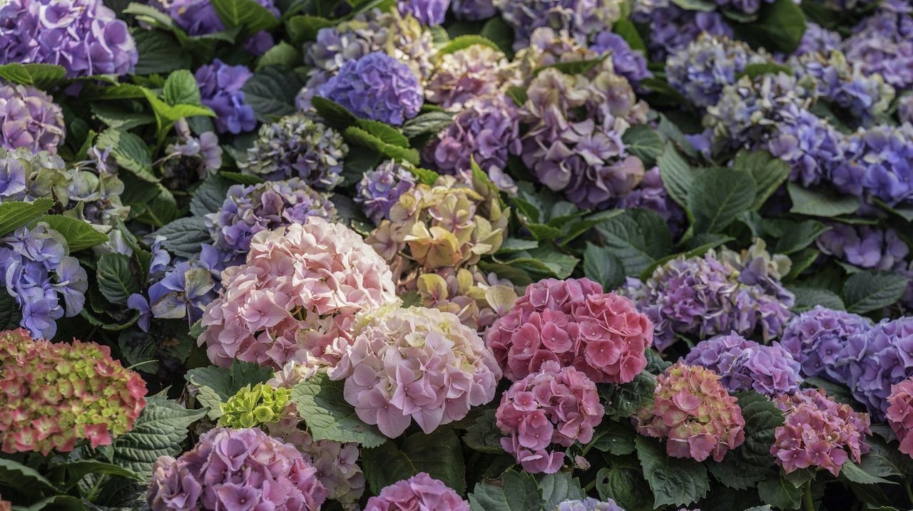 Multicolored hydrangeas in a garden