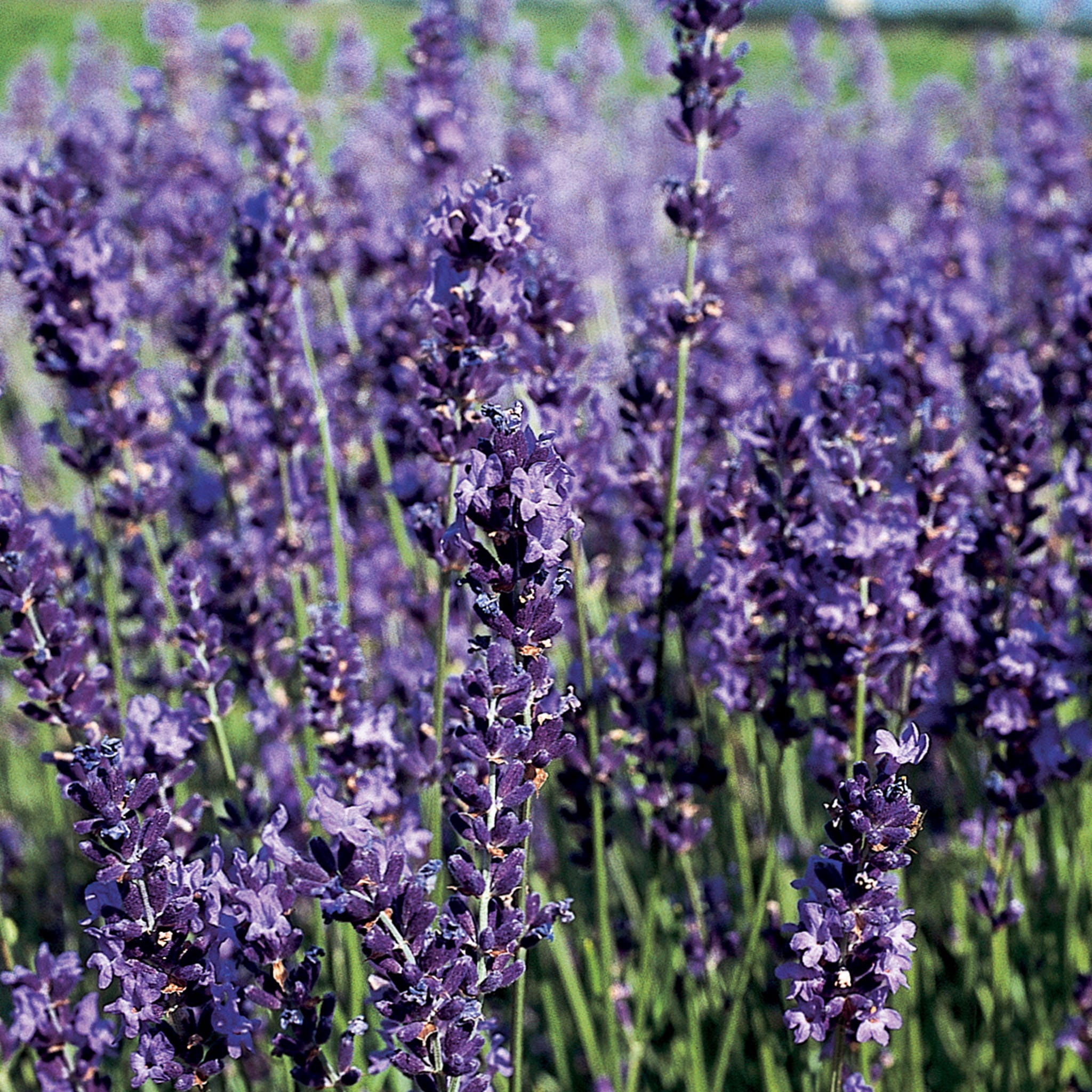 Provence Blue Lavender Seeds &amp;amp; Plant
