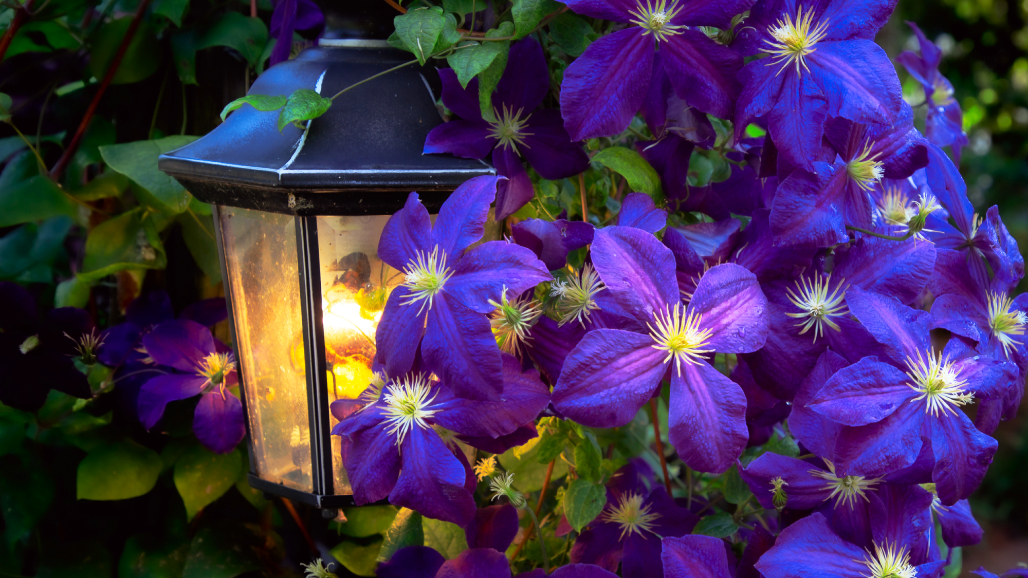 Happy Jack purple climbing clematis blooming into fall alongside a garden light