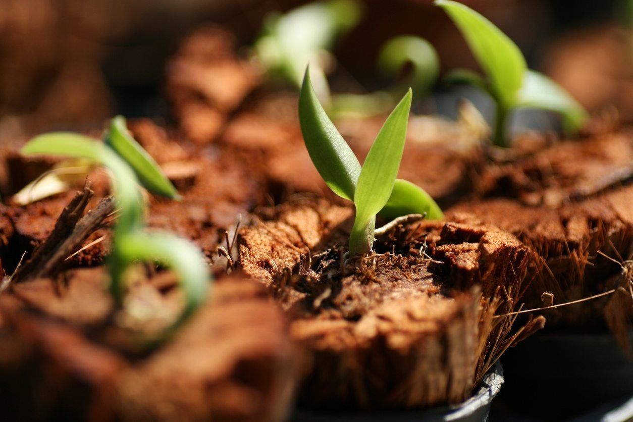 Orchid Sprouts