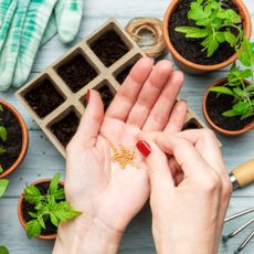 woman starting seeds in tray
