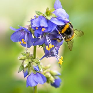 Blue polemonium aka Jacob's Ladder with a bumble bee collecting pollen