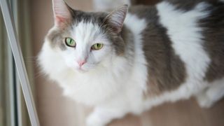 fluffy cat breeds