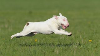 Bull Terrier running across the grass